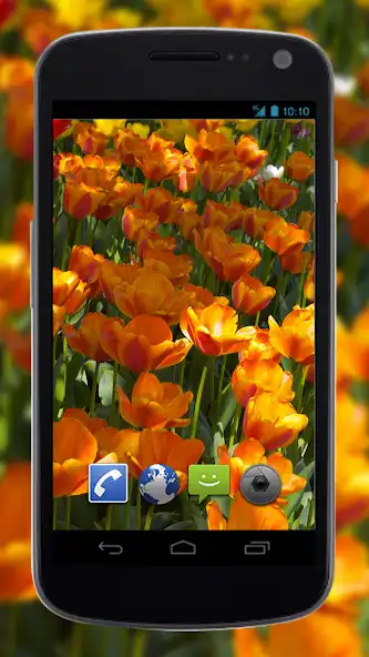 Play 4K Flower Glade Video Live Wallpapers as an online game 4K Flower Glade Video Live Wallpapers with UptoPlay