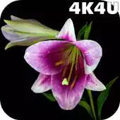 Free play online 4K Flowers Video Live Wallpaper APK Free play online 4K Flowers Video Live Wallpaper APK