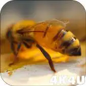 Free play online 4K Honey Bee Video Live Wallpaper APK