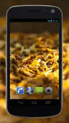 Play 4K Honey Bee Video Live Wallpaper