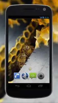 Play 4K Honey Bee Video Live Wallpaper