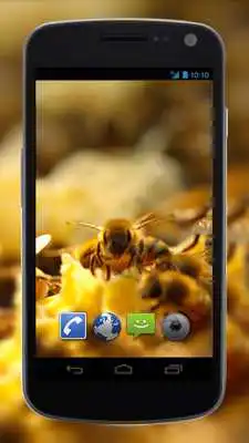 Play 4K Honey Bee Video Live Wallpaper