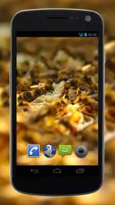 Play 4K Honey Bee Video Live Wallpaper