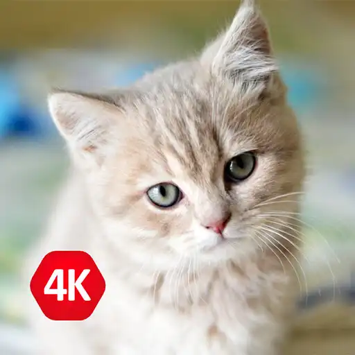 Play 4K Pretty Animal Wallpapers APK