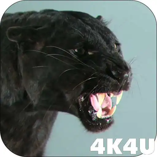 Free play online 4K Puma vs Cat Video Live Wallpaper APK