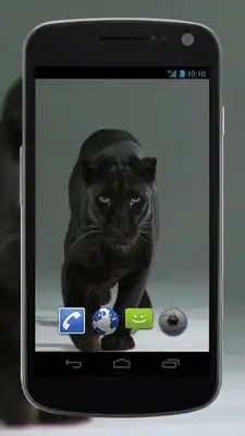 Play 4K Puma vs Cat Video Live Wallpaper