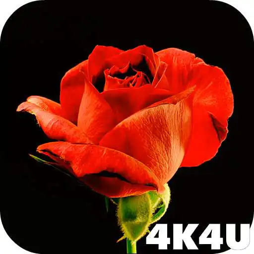 Play 4K Red Rose Video Live Wallpaper APK