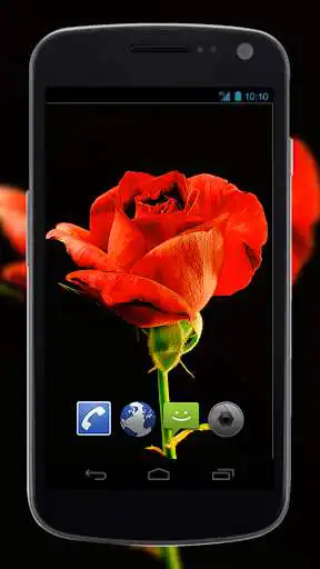 Play 4K Red Rose Video Live Wallpaper  and enjoy 4K Red Rose Video Live Wallpaper with UptoPlay