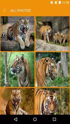 Play 4K Ultra HD Tiger Wallpapers