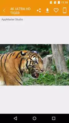 Play 4K Ultra HD Tiger Wallpapers