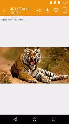 Play 4K Ultra HD Tiger Wallpapers