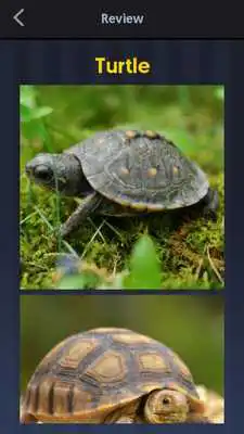 Play 4 Pics 1 Word Pet Name