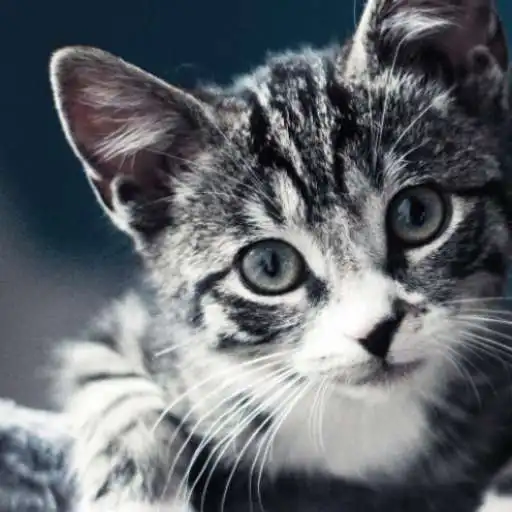 Play +50000 Animal Wallpapers APK Play +50000 Animal Wallpapers APK