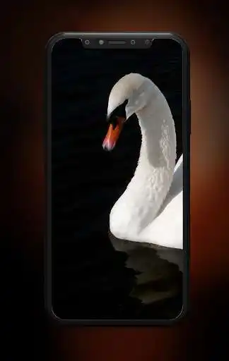 Play +50000 Animal Wallpapers  and enjoy +50000 Animal Wallpapers with UptoPlay