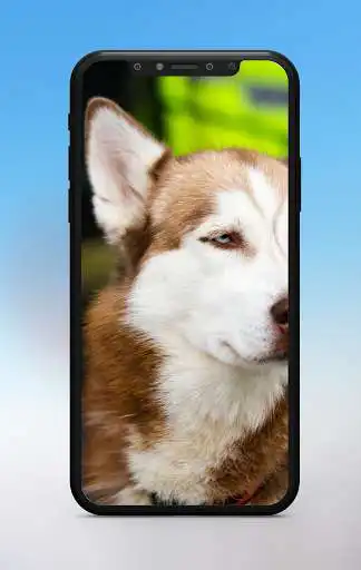 Play +50000 Animal Wallpapers as an online game +50000 Animal Wallpapers with UptoPlay