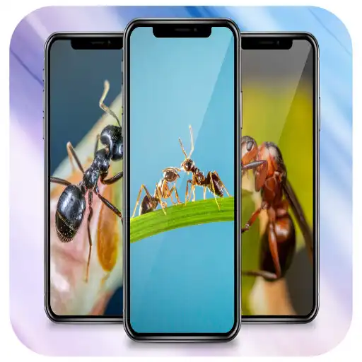 Play 500+ Ants Wallpaper APK Play 500+ Ants Wallpaper APK