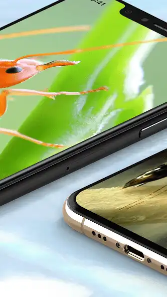 Play 500+ Ants Wallpaper as an online game 500+ Ants Wallpaper with UptoPlay
