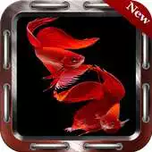 Free play online 500+ Betta Fish Wallpapers APK Free play online 500+ Betta Fish Wallpapers APK