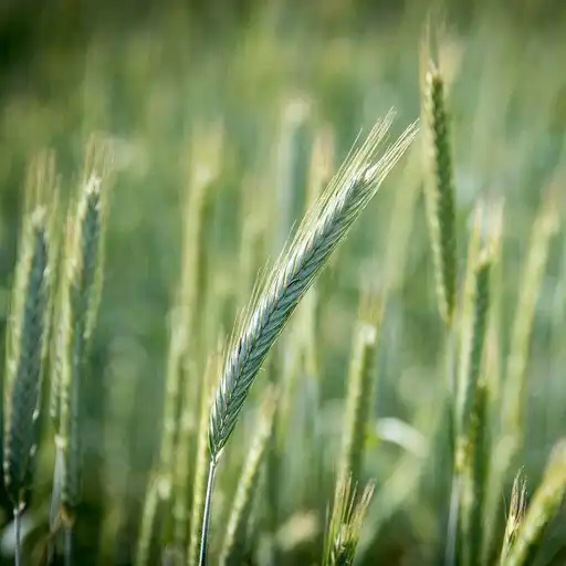 Play 500 crosswords APK