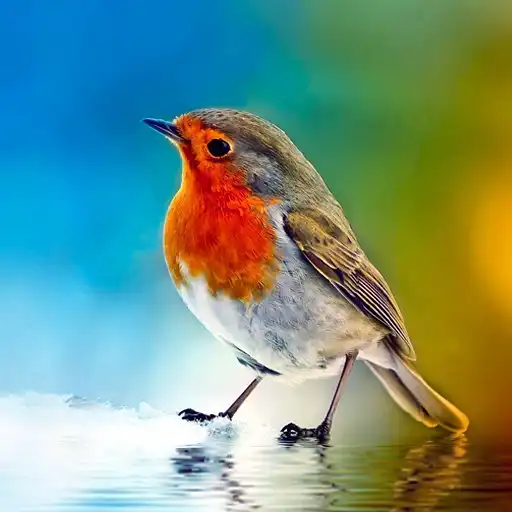 Play 5D Birds Live Wallpaper APK
