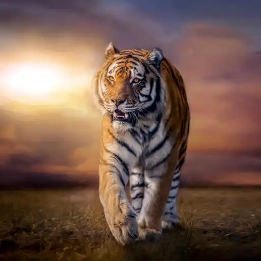 Play 5D Tiger Live Wallpaper APK