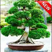 Free play online 600+ Bonsai Tree Design Ideas APK Free play online 600+ Bonsai Tree Design Ideas APK