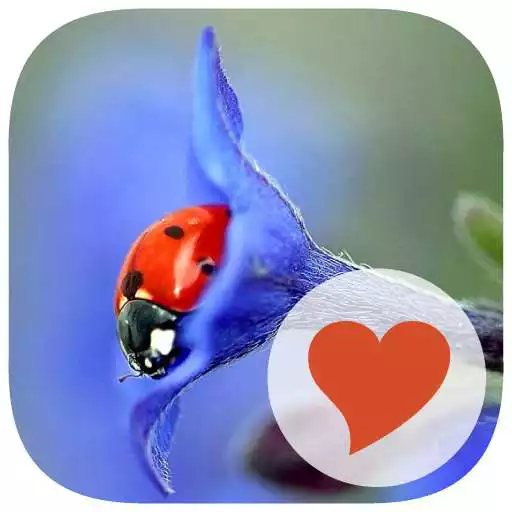 Play 616 Words APK Play 616 Words APK