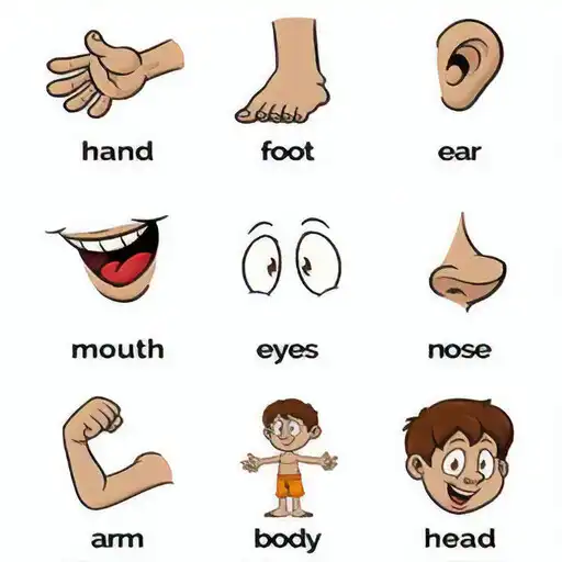 Play 80 languages Kids body parts learning game audio APK Play 80 languages Kids body parts learning game audio APK