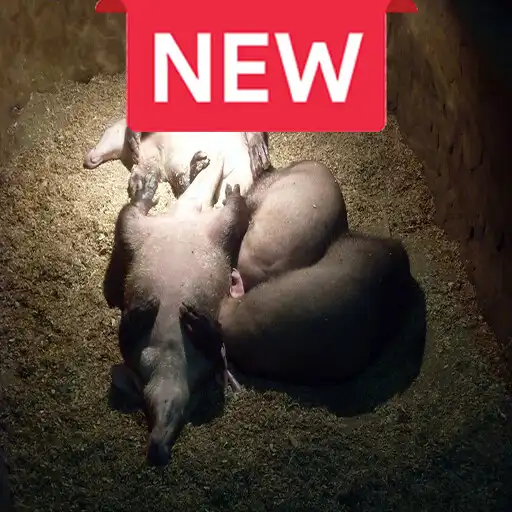Play Aardvark 4K Wallpapers Auto Wallpaper Changer APK Play Aardvark 4K Wallpapers Auto Wallpaper Changer APK