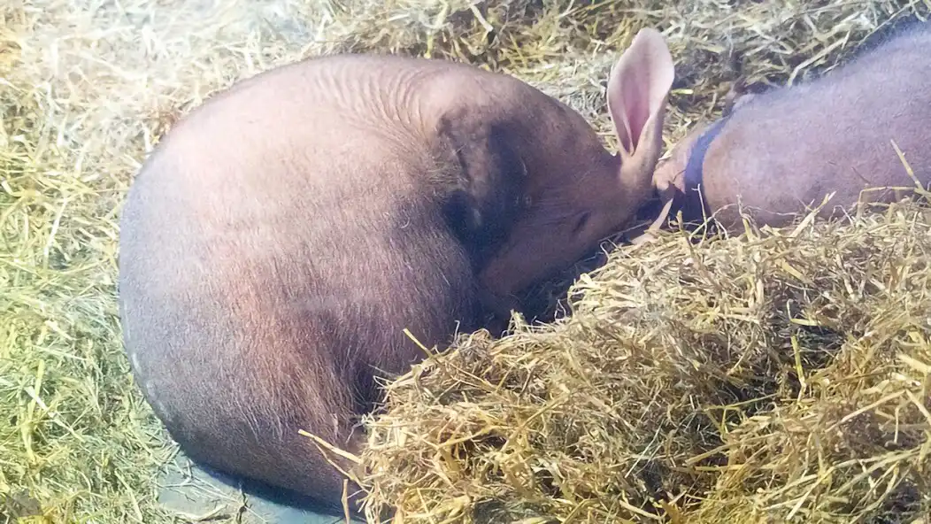 Play Aardvark 4K Wallpapers Auto Wallpaper Changer as an online game Aardvark 4K Wallpapers Auto Wallpaper Changer with UptoPlay
