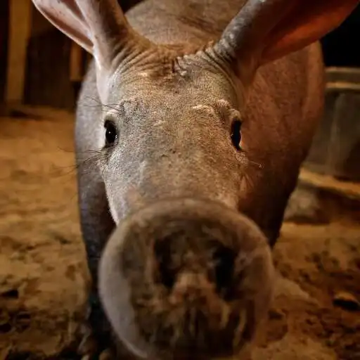 Play Aardvark Wallpaper APK