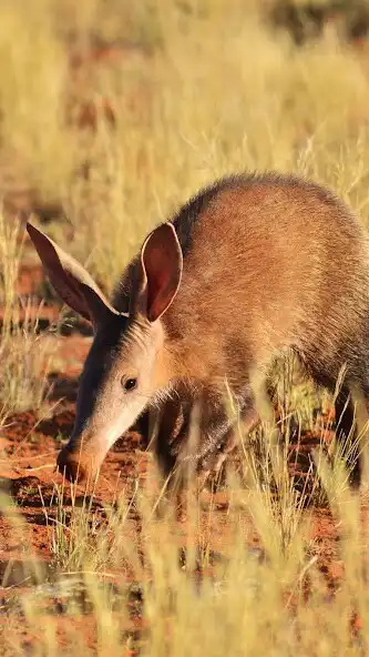 Play Aardvark Wallpaper  and enjoy Aardvark Wallpaper with UptoPlay