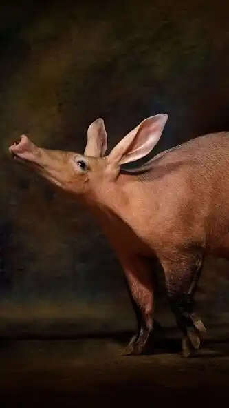 Play Aardvark Wallpaper as an online game Aardvark Wallpaper with UptoPlay