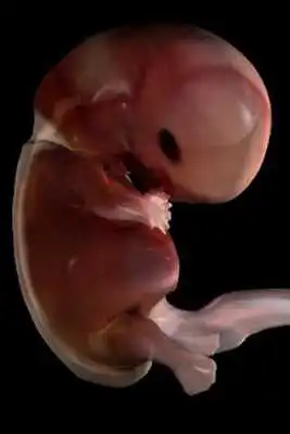 Play Abacus OB Prime - Standard