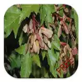 Free play online Aceraceae Game APK