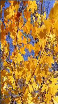 Play Aceraceae Game Play Aceraceae Game