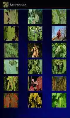 Play Aceraceae Game Play Aceraceae Game