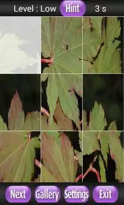 Play Aceraceae Game Play Aceraceae Game