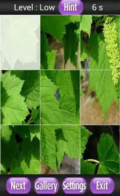 Play Aceraceae Game Play Aceraceae Game