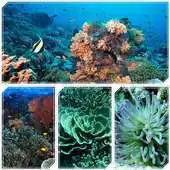 Free play online A Coral Reef APK Free play online A Coral Reef APK