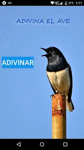 Play Adivina el Ave  and enjoy Adivina el Ave with UptoPlay