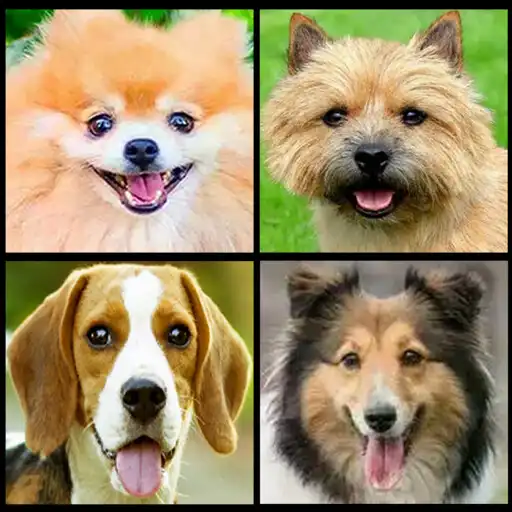 Play Adivina la raza del Perro APK