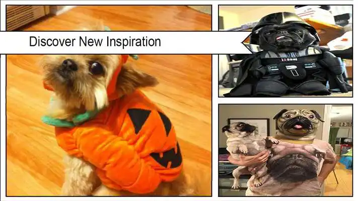 Play Adorable Animal Costumes