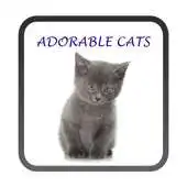 Free play online Adorable Cats Live Wallpaper APK