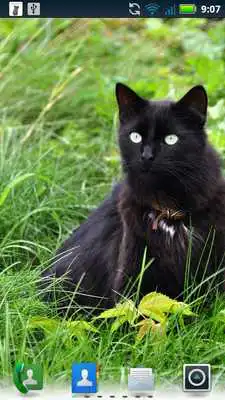 Play Adorable Cats Live Wallpaper