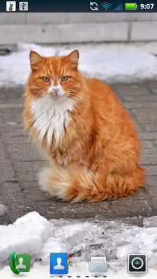 Play Adorable Cats Live Wallpaper