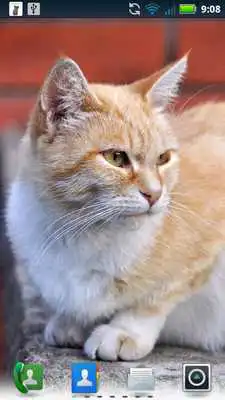 Play Adorable Cats Live Wallpaper