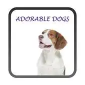 Free play online Adorable Dogs Live Wallpaper APK Free play online Adorable Dogs Live Wallpaper APK