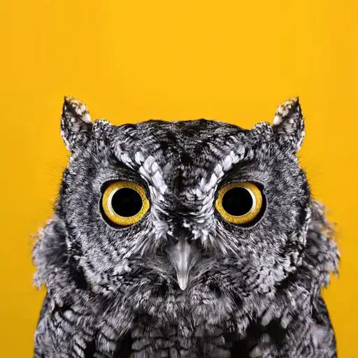 Play Aesthetic Owl Wallpaper 4K APK Play Aesthetic Owl Wallpaper 4K APK