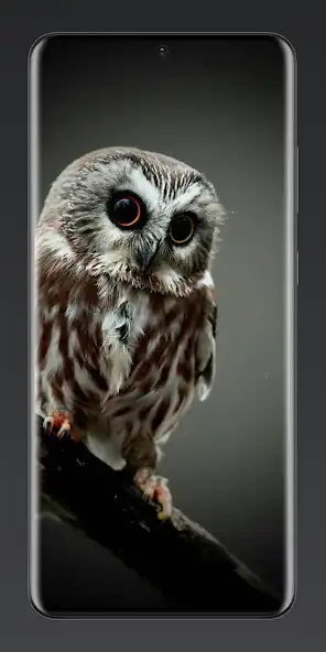 Play Aesthetic Owl Wallpaper 4K as an online game Aesthetic Owl Wallpaper 4K with UptoPlay